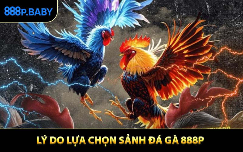 Lý do giúp sảnh đá gà trực tuyến 888P thành công